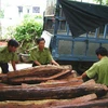 6,6m3 gỗ hương lậu bị bắt giữ. (Nguồn: Internet)