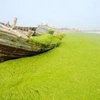 Một chiếc thuyền mắc kẹt trong đám tảo xanh (Ảnh: Xinhua)