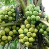 Chưa vào vụ thu hoạch nên giá dừa khô ở Đồng bằng sông Cửu Long tăng mạnh. (Nguồn: Internet)
