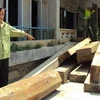 Hàng chục khối gỗ do lâm tặc phá rừng bị Kiểm lâm huyện Hiệp Đức tịch thu. (Nguồn: cand.com.vn)