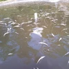 Cá chết trắng bể nuôi của Công ty Hợp Thành. (Ảnh: Lan Hiển/Vietnam+)