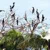 Nhiều loài chim quý đang phát triển nhanh tại Vườn Quốc gia U Minh Thượng. (Nguồn: Internet)