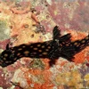 Một loài động vật thân mềm hình dáng kỳ lạ mới được phát hiện tại vùng biển quanh đảo Luzon, Philippines. (Nguồn: Ria)