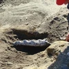 Hóa thạch cá voi cổ đại được tìm thấy tại đảo Marambio. (Nguồn: Internet)