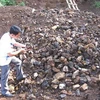 Quặng sắt khai thác trái phép tại huyện Ngân Sơn. (Nguồn Internet)