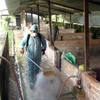 Phun thuốc khử trùng tại khu vực chăn nuôi lợn ở Tân Biên, Tây Ninh. (Ảnh: Vũ Tiến Lực/TTXVN)