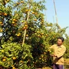Cây cam đường mang lại hiệu quả kinh tế cao cho nhiều hộ nông dân Bắc Giang. (Nguồn: báo Bắc Giang)