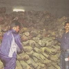 Số gỗ trầm hương lậu bị phát hiện. (Ảnh chụp từ báo Hindustan Times) 