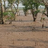 Rừng ngập mặn ở Vườn quốc gia Xuân Thủy. (Nguồn: Internet) 