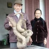 Củ lăn hình con trăn do gia đình ông Nẫm đào được. (Ảnh: Tạ Văn Toàn/Vietnam+)