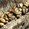 Những hạt càphê thải ra từ ruột cầy hương có chất lượng tuyệt hảo. (Nguồn: Internet)