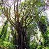 Cây cổ thụ trong Vườn Quốc gia U Minh Hạ. Ảnh minh họa. (Nguồn: Duy Khương/TTXVN)