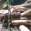 Đống gỗ sưa (chủ yếu là cành, ngọn) này được chụp ở Hung Trí, nơi 3 cây sưa bị đốn (ảnh do một người dân địa phương đi gùi gỗ thuê cung cấp).