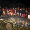 Con cá sấu Lolong nặng hơn 1 tấn. (Ảnh: AP)