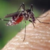 Virus Tây sông Nile có thể lây sang người do muỗi đốt. (Nguồn: Internet)