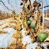 Cả khu vực trồng dưa bị khô héo sau vụ rò rỉ hóa chất độc hại ở thành phố Gumi. (Nguồn: News)