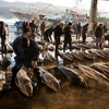 Đánh bắt cá ngừ tại Nhật Bản.