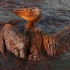 “Thủy triều đen” trên vịnh Mexico từng bước phá hủy các hệ sinh thái ven biển (Ảnh: Bikyamasr.com)