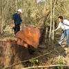 Một cây giáng hương có đường kính gốc 1m bị lâm tặc đốn hạ tại tiểu khu 507. (Nguồn: qdnd.vn) 