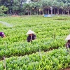 Công nhân Lâm trường Ba Tơ chăm sóc cây giống trong vườn ươm. (Ảnh: Thanh Long/TTXVN