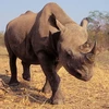 Tê giác đen châu Phi. (Nguồn: First Light/Alamy)