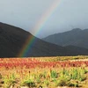 Một cánh đồng diêm mạch ở Bolivia (Nguồn: La Razón)