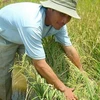 Nhiều ha lúa đang có nguy cơ mất mùa vì bị xâm mặn. (Nguồn: vov.vn)