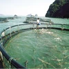 Nuôi cá lồng trên biển tại Vân Đồn phục vụ nguồn thức ăn “sạch” cho du lịch. (Nguồn: quangninh.gov.vn)