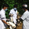 Tiêm vắcxin cho đàn gia cầm tại xã Tân Lộc, huyện Thới Bình, Cà Mau. (Ảnh: Kim Há/TTXVN)