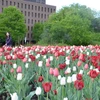 Canada: Tưng bừng lễ hội hoa tulip lớn nhất thế giới