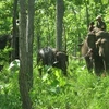 Voi nhà áp tải con voi rừng bị nạn về nơi tập kết để tiến hành chữa trị vết thương. (Ảnh: Việt Dũng/TTXVN)