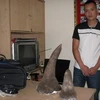 Đối tượng vận chuyển 7,28kg sừng tê giác bị Hải quan Tân Sơn Nhất bắt giữ. (Ảnh: Hoàng Hải/Vietnam+)