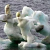 Băng tan mạnh ở Bắc Cực. (Ảnh: Thelivingmoon.com)