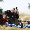 Nông dân Ấn Độ làm việc trên cánh đồng lúa mì. (Nguồn: AFP/TTXVN)