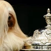"Cô chó" Elizabeth giành giải Trình diễn xuất sắc tại Crufts - hội chợ chó thường niên lớn nhất thế giới. (Nguồn: Internet)