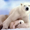 Gấu trắng Bắc cực. Ảnh minh họa (Nguồn: Internet)