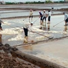 Sản xuất muối tại Bạc Liêu. Ảnh minh họa (Ảnh: Phan Thanh Cường/TTXVN)