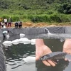 Cán bộ nông nghiệp huyện Tây Giang xử lý ao nuôi cá tầm. (Nguồn: Báo Quảng Nam)