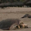 Xác rùa chết dạt vào bờ biển ở Mexico. Ảnh minh họa (Nguồn:THX)