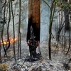 Cháy rừng tại làng Zdorovie, cách thủ đô Mátcơva 60km về phía Đông năm 2011. (Nguồn: AFP/TTXVN)
