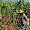 Nông dân Cuba trên ruộng mía. (Nguồn: AP)