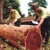 Kiểm lâm Vườn quốc gia Yok Đôn Kiểm kê gỗ lậu bị tịch thu. Ảnh minh họa (Ảnh: Thanh Hà/TTXVN)