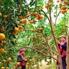 Thu hoạch cam ở Hàm Yên. (Nguồn: tuyenquang.gov.vn)