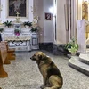 Chú chó Tommy thường xuyên đến nhà thờ sau khi chủ qua đời. (Nguồn: pawnation.com)