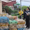 Những lồng gà thải loại bị lực lượng chức năng Lào Cai thu giữ. (Nguồn: Thanhnien.com.vn)
