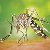 Muỗi hổ châu Á là sinh vật ngoại lai gây hại ở châu Âu. (Nguồn: suckhoedoisong.vn)