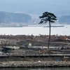 Cây tùng giữa khung cảnh hoang tàn đổ nát sau trận sóng thần trước đó một tháng, chụp ngày 9/4/2011. (Nguồn: Sankei)