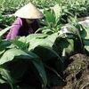 Nông dân xã Quảng Thái, Thừa Thiên-Huế chống hạn cho cây trồng bằng rong mái chèo vớt trong đầm phá Tam Giang. (Nguồn: sggp.org.vn)