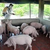 Phum thuốc khử trùng, tiêu độc chuồng trại cho một hộ chăn nuôi lợn. Ảnh minh họa. (Ảnh: Quang Quyết/TTXVN)