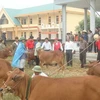Đại diện Trung ương Hội Chữ thập đỏ Việt Nam trao 25 con bò giống cho hộ nghèo ở Hà Tĩnh. (Nguồn: redcross.org.vn)